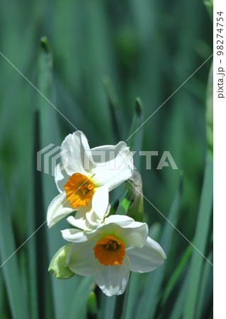香り漂う冬の花 香り漂う冬の花 98274754
