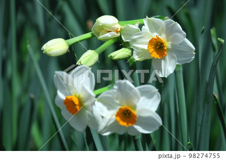 香り漂う冬の花 98274755