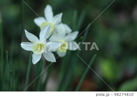 香り漂う冬の花 香り漂う冬の花 98274810