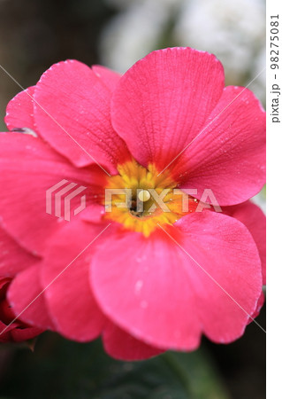 花いっぱい 0111 花いっぱい 0111 98275081