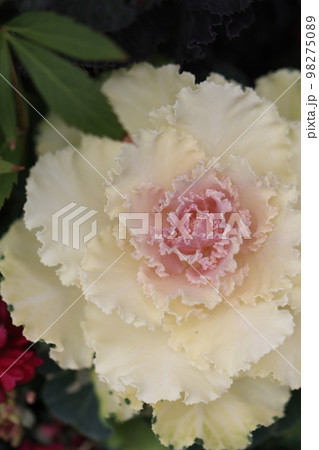 花いっぱい 0118 花いっぱい 0118 98275089