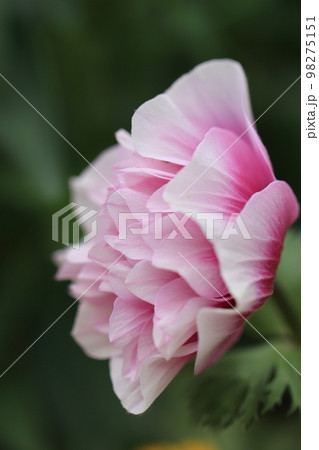 花いっぱい 0122 花いっぱい 0122 98275151