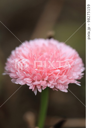 花いっぱい 0129 花いっぱい 0129 98275159