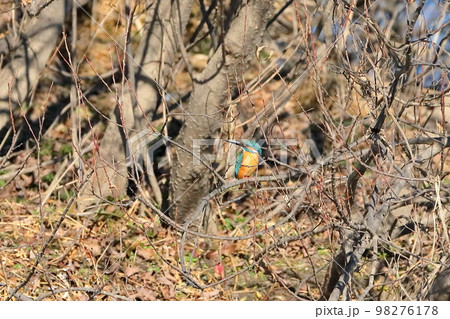 埼玉県比企郡川島町の越辺川白鳥飛来地　川原の枝にとまるカワセミ 98276178