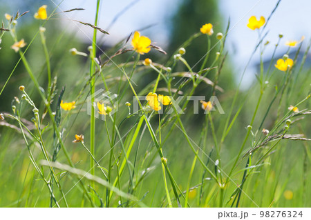 Wild yellow flowers on a summer meadow, macro photo 98276324