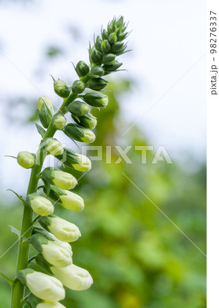 Flowers in a garden. White phenotype of Digitalis purpurea. 98276337