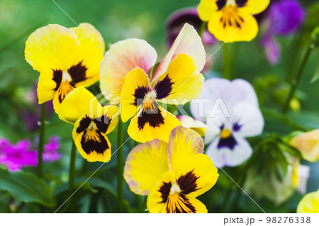 Viola tricolor flowers growing in a garden on a sunny day. Macro photo Viola tricolor flowers growing in a garden on a sunny day. Macro photo 98276338