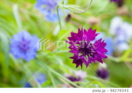 Decorative cornflowers, macro photo of Centaurea cyanus Decorative cornflowers, macro photo of Centaurea cyanus 98276343