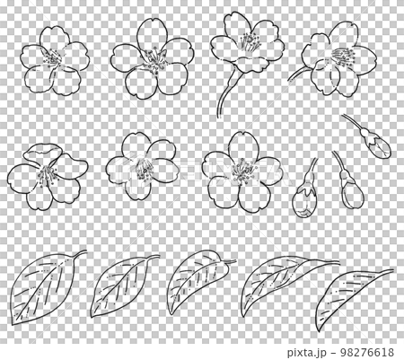 櫻花線描插圖素材 98276618
