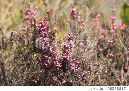 春の花/ピンク色の花をたくさん咲かせている「ジャノメエリカ」 春の花/ピンク色の花をたくさん咲かせている「ジャノメエリカ」 98276817