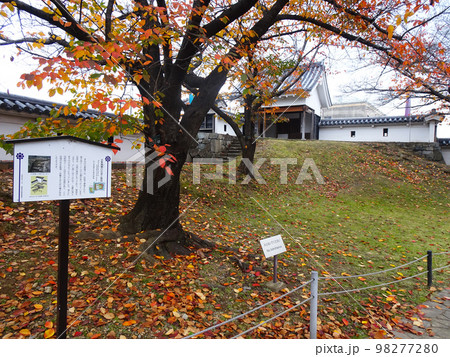 勝竜寺城の紅葉 【京都府長岡京市勝竜寺】 2022年11月 勝竜寺城の紅葉 【京都府長岡京市勝竜寺】 2022年11月 98277280