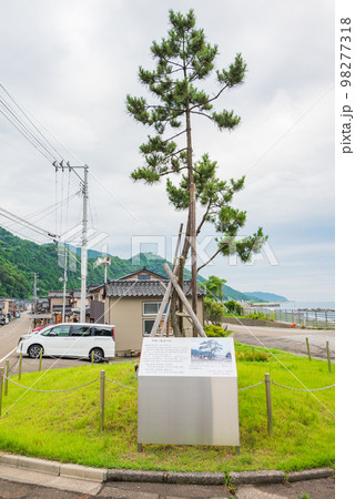 市振・海道の松【糸魚川市】 98277318
