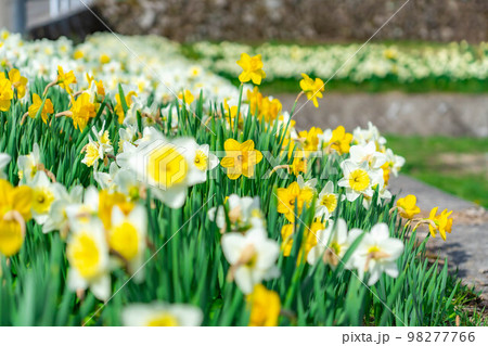 【春素材】南信州光前寺通りの水仙【長野県】 【春素材】南信州光前寺通りの水仙【長野県】 98277766