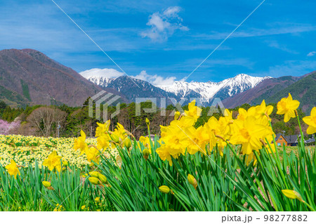 【春素材】南信州光前寺通りの水仙【長野県】 98277882