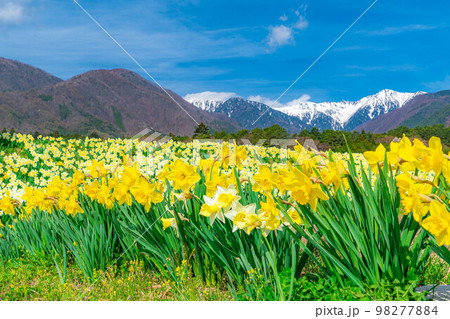 【春素材】南信州光前寺通りの水仙【長野県】 98277884