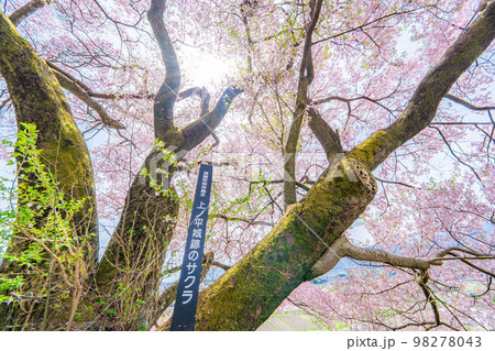 【桜素材】南信州・上ノ平城跡の一本桜【長野県】 98278043