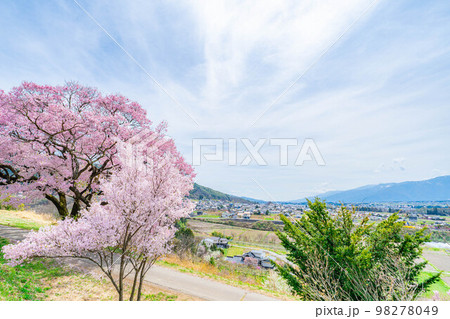 【桜素材】南信州・上ノ平城跡の一本桜【長野県】 【桜素材】南信州・上ノ平城跡の一本桜【長野県】 98278049