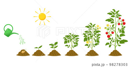 Stages of growth of tomatoes. Irrigation and conditions for plant germination in agriculture. Botanical infographic. 98278303
