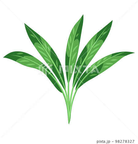 Illustration of stylized palm leaf. Image of tropical foliage and plant. 98278327