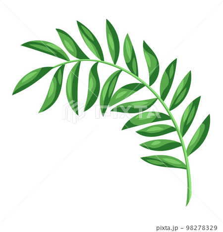 Illustration of stylized palm leaf. Image of tropical foliage and plant. 98278329