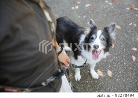 リードに繋がれたボーダーコリーとそのリードを手にもつ飼い主の手 98278494