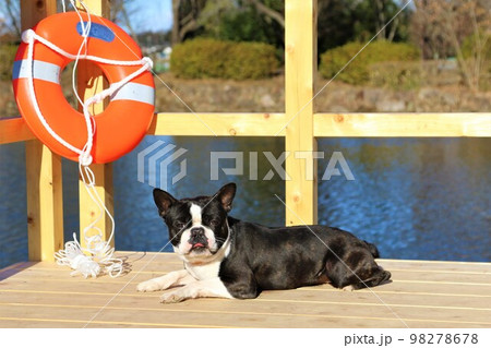 憩いの鶴ヶ島市運動公園太田ヶ谷沼のウッドデッキに伏せて可愛く見つめるボストンテリアのマイティ君♡ 98278678