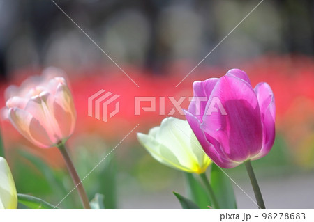 色とりどりに咲き誇る赤白黄色 色とりどりに咲き誇る赤白黄色 98278683