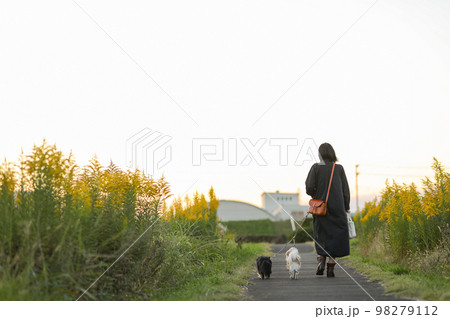 セイタカアワダチソウに囲まれた夕暮れ時の道を歩く女性と二頭のロングコートチワワ 98279112