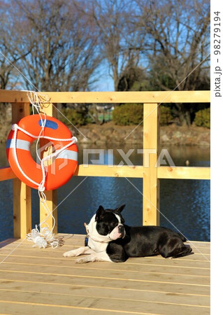 憩いの鶴ヶ島市運動公園太田ヶ谷沼のデッキに伏せて園内を眺める可愛いボストンテリアのマイティ君♡ 98279194