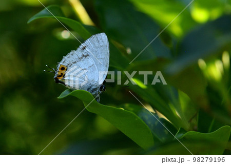 キリシマミドリシジミ 雄 キリシマミドリシジミ 雄 98279196