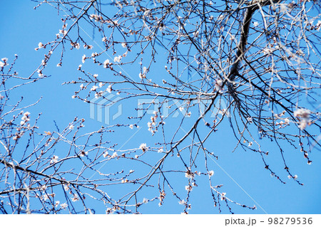 冬に咲く不断桜（フダンザクラ） 98279536