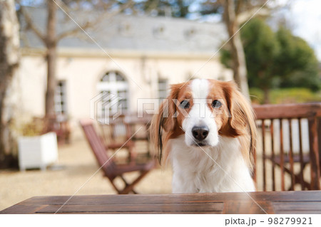 カフェテラスの椅子の上でおすわりをするコーイケルホンディエ 98279921