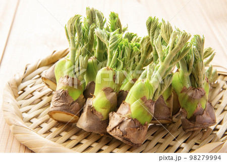 たらの芽 たくさん ざる たらの芽 たくさん ざる 98279994