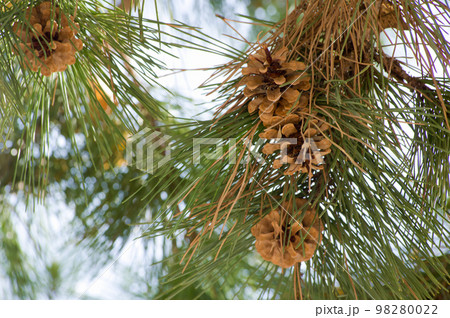 黒松（クロマツ）の松ぼっくり 98280022