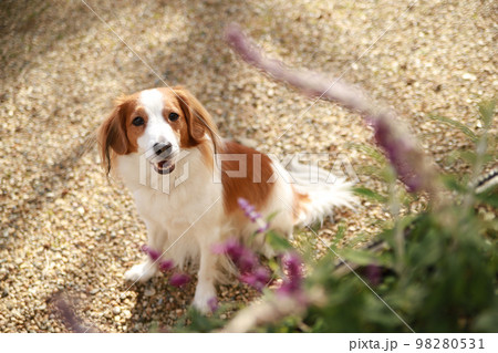 冬の木漏れ日の中でおすわりをして上を見上げるコーイケルホンディエ 冬の木漏れ日の中でおすわりをして上を見上げるコーイケルホンディエ 98280531