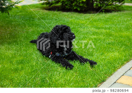 Concept of home pet, black toy poodle Concept of home pet, black toy poodle 98280694