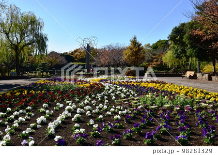 神奈川県藤沢市 長久保公園花のプロムナードと紅葉 神奈川県藤沢市 長久保公園花のプロムナードと紅葉 98281329
