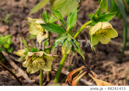 Green hellebore flower on flowerbed in garden Green hellebore flower on flowerbed in garden 98281453