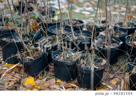 reforestation or set of young trees trunks in pots for planting in fall reforestation or set of young trees trunks in pots for planting in fall 98281504