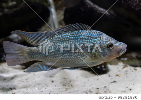 Tanganyika Tilapia Fish Tanganyika Tilapia Fish 98281830