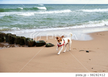 Dog walking at sand sea beach at summer day. Pet running at seashore. Dog walking at sand sea beach at summer day. Pet running at seashore. 98282412