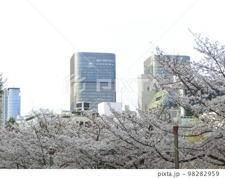 ビル街の靭公園(大阪市西区)に咲く満開の桜の花 ビル街の靭公園(大阪市西区)に咲く満開の桜の花 98282959