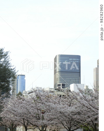 ビル街の靭公園(大阪市西区)に咲く満開の桜の花 98282960