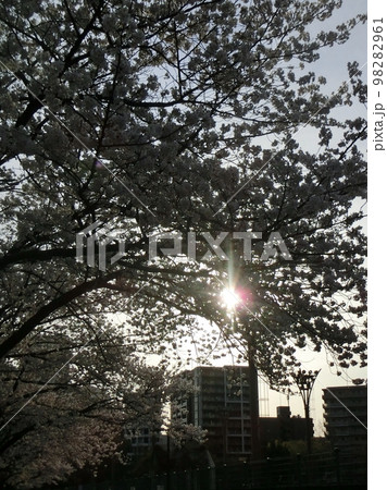 ビル街の靭公園(大阪市西区)に咲く満開の桜の花 ビル街の靭公園(大阪市西区)に咲く満開の桜の花 98282961