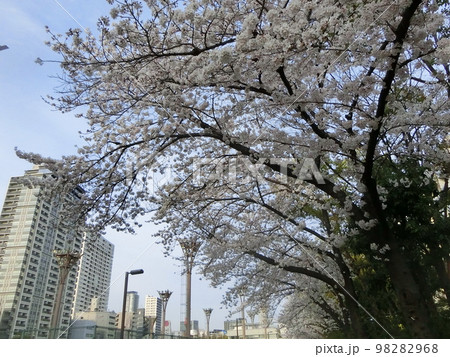 ビル街の靭公園(大阪市西区)に咲く満開の桜の花 98282968