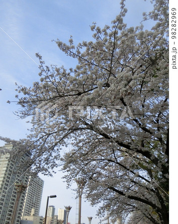 ビル街の靭公園(大阪市西区)に咲く満開の桜の花 98282969