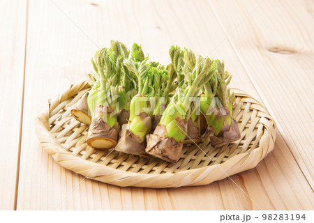 たらの芽　集合　ざる 98283194