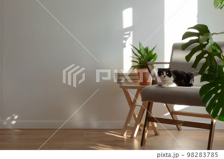Scottish cat on gray chair in interior of living room. Homemade plans sansevieria, monstera, wooden decor. Light minimalistic scandinavian interior. Copy space 98283785