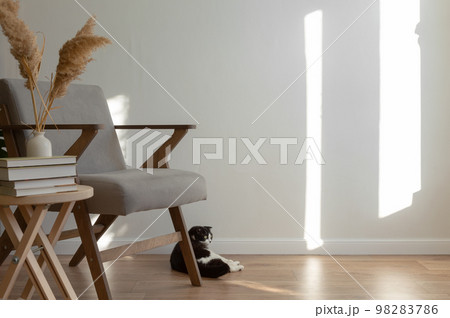 Scottish a cat lies on the floor next to a grey chair in interior of living room. Light minimalistic scandinavian interior. Copy space 98283786