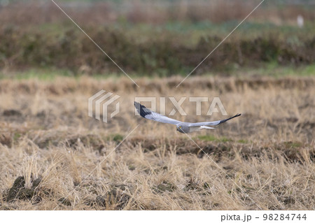 冬、低空飛行するハイイロチュウヒ♂成鳥01 98284744